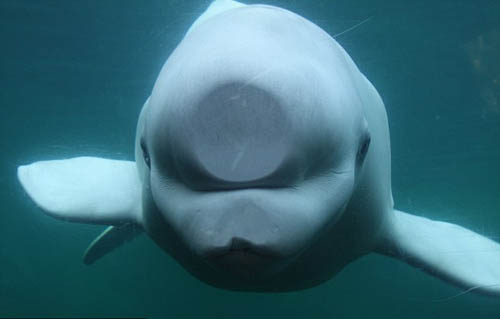 20110323 beluga.jpg 유리창에 머리 눌린 익살스런 흰돌고래